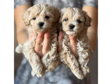 Efsane maltipoo yavruları