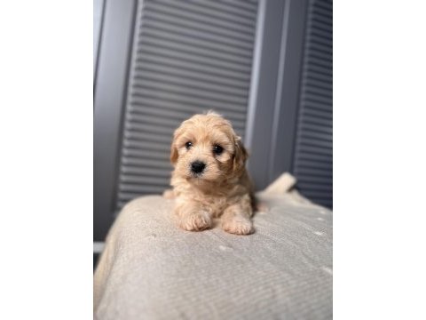 Bebek surat maltipoo yavrularım