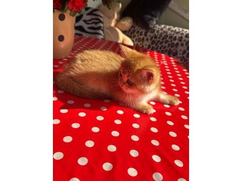 Safkan british shorthair golden erkek yavru