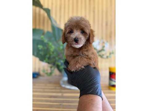 Maltipoo bebek köpekler referans yavru