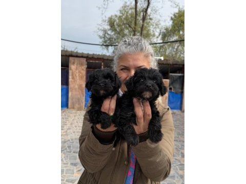 Sevimli morkie yavrularımız