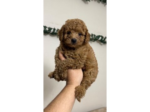 Toy poodle kore kan minikler
