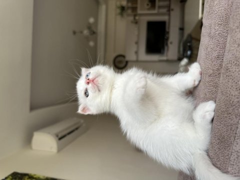 Dişi scottish fold uyguna verilecek çok güzel ve çok uysal