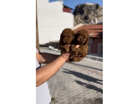 Minik poodle bebekler yeni yuvalarına gitmeye hazır