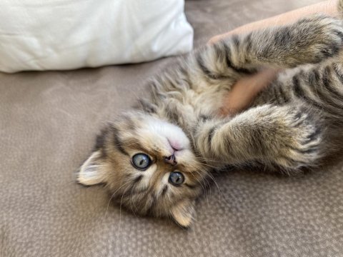 British shorthair yavrularımız