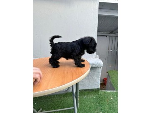 Mükemmel kalite yavrular schnauzer