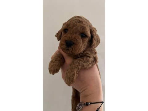 Kıvır kıvır orjinal poodle minişlerim