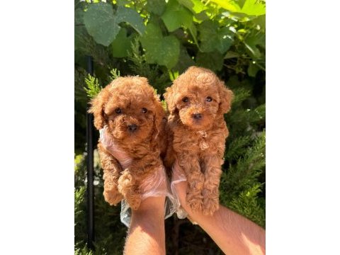 Orijinal alerji yapmayan bebek yavru toy poodle
