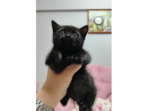 Anne ragdoll baba british shorthair