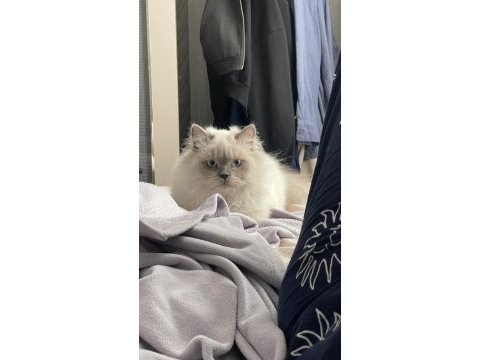 British longhair sevimli kedimiz