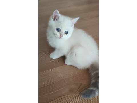 Safkan british shorthair