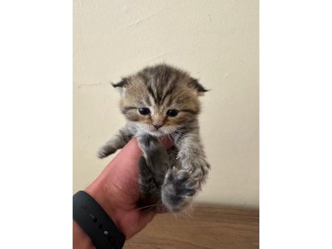 2 adet lynx point scottish fold erkek-dişi 2 aylık