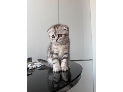 Scottish fold yavru 2 aylık dişi
