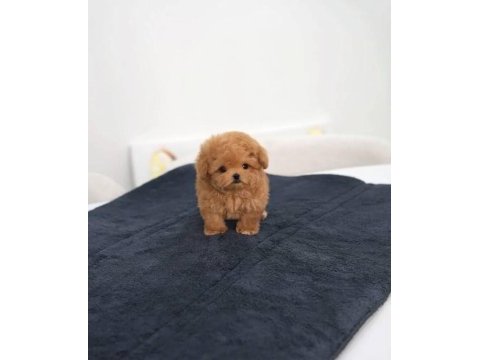 Eşsiz güzellikte maltipoo yavrusu 