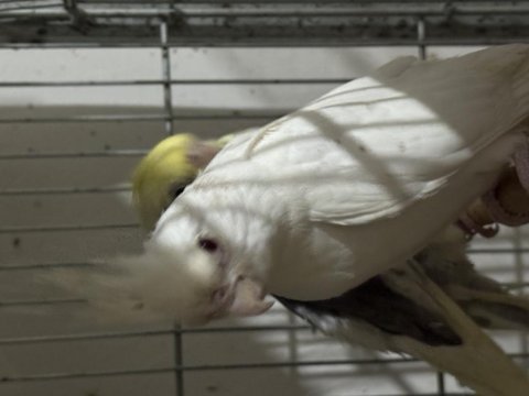 Renk renk sultan papağanı