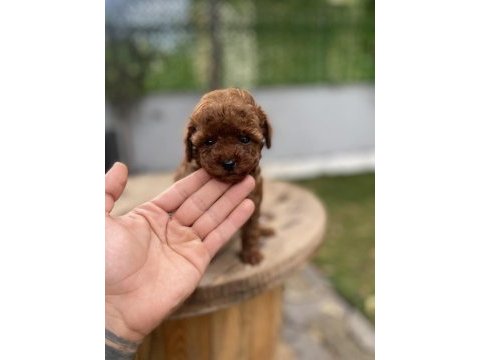 Mini cep boy poodle yavrularımız