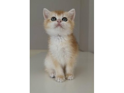 Full şecereli british shorthair ny12 dişi yavru