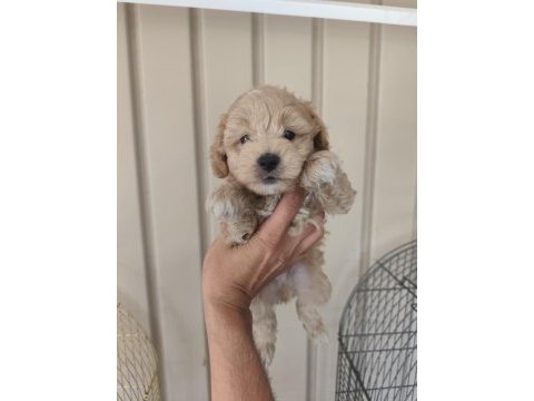 3 erkek kardeş maltipoo