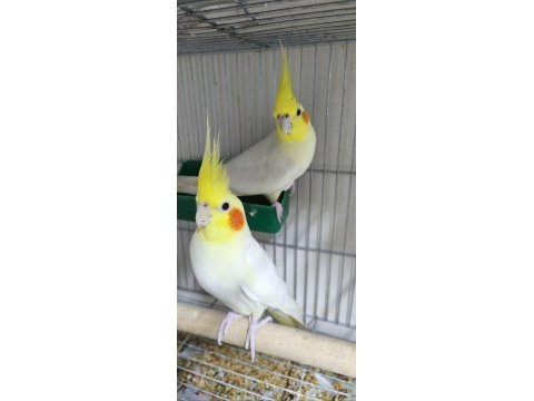 Garanti takım sultan papağanlar