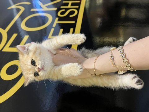 Safkan british shorthair golden yavrular