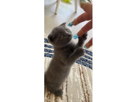 27 temmuz doğumlu gri scottish fold yavrular