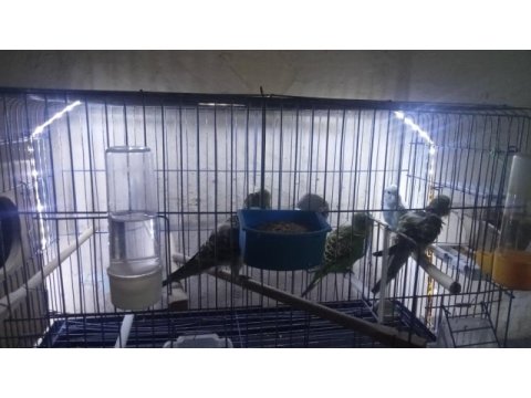 Yeni muhabbet kuşu yavrular
