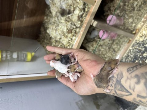Yavru suriye hamster