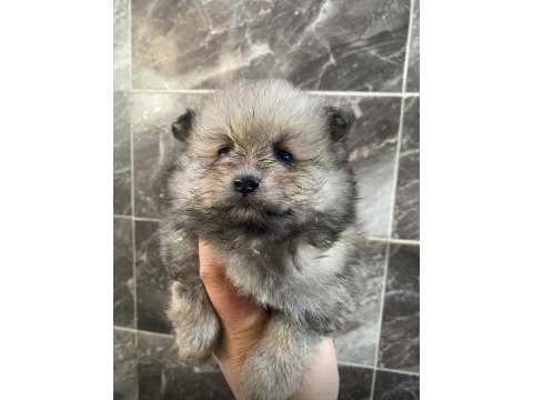 Pomeryan boo 