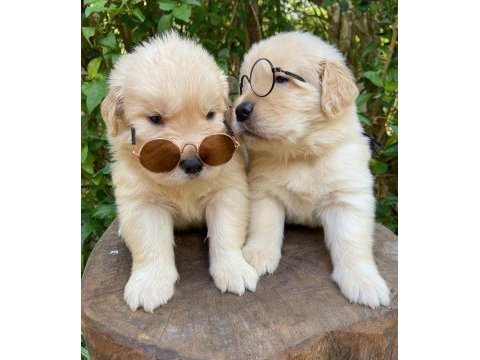 Golden retriever puppies
