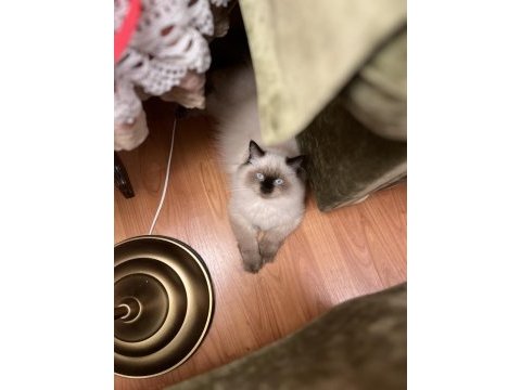 Kedimiz toprak ragdoll
