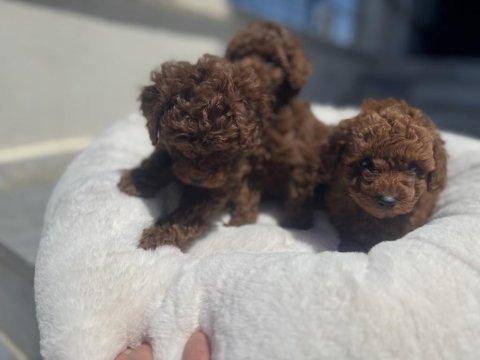 Yasal ruhsatlı çiftlikten toy poodle yavrularımız