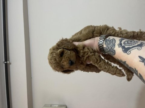 Dişi orijinal toy poodle kardeşler