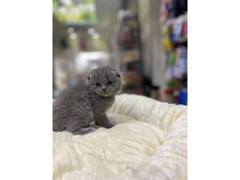 Üst kalite scottish fold bebeklerimiz