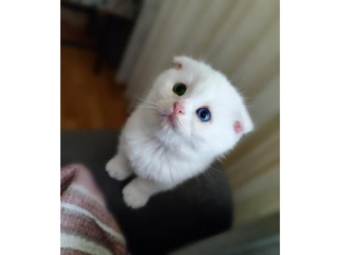 Scottish fold 3 aylık