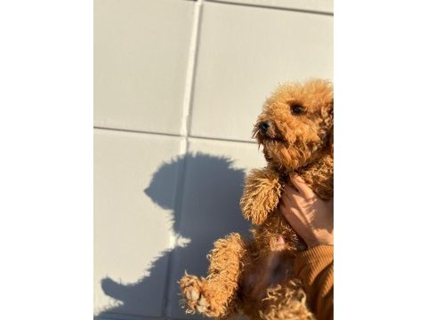 Kıvırcık tüy yumağı toy poodle oğlumuz