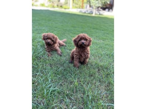 Orjinal erkek korea poodle yavrularımız