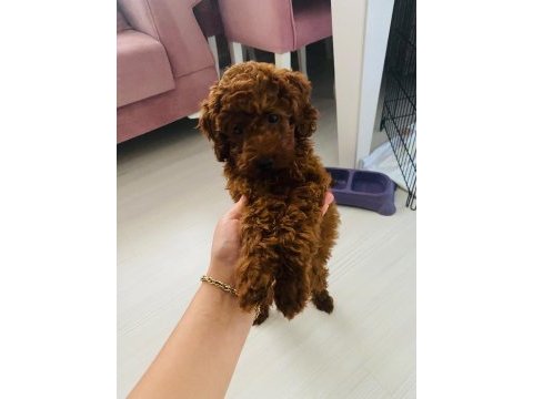 Kore toy poodle