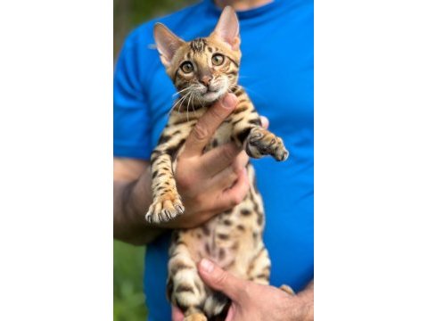 Üst kaliteli bengal erkek