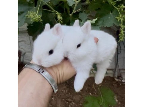Netherland dwarf cüce tavşanlar