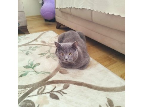 8 aylık british shorthair bütün vitamin aşıları tamamdır