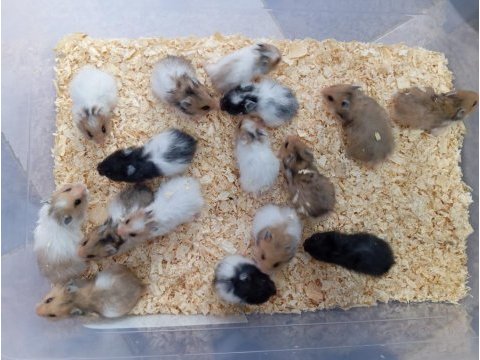 Yavru hamsterlarım
