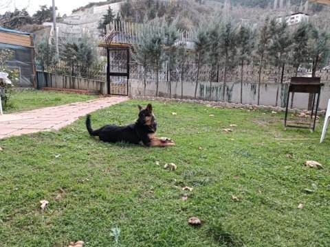 Sevimli, oyuncu ve akıllı 8 aylık dişi alman kurdu