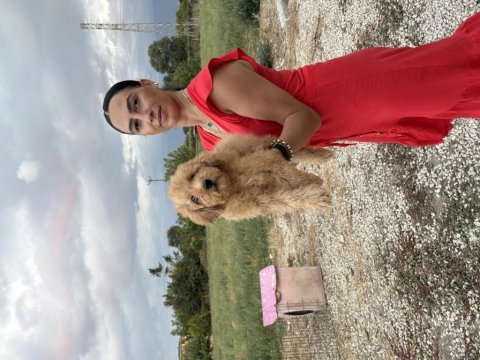 Toy poodle yavrularım sağlık ve arık garantilidir