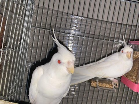 Albino sultan papağanı takım
