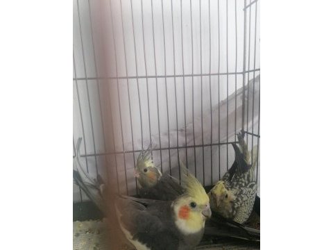 1 aylık sultan papağanı (lütfen açıklamayı okuyun)