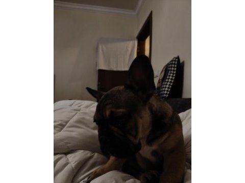 Daha 3 aylık çok tatlı çok sevimli ve uysal french bulldog