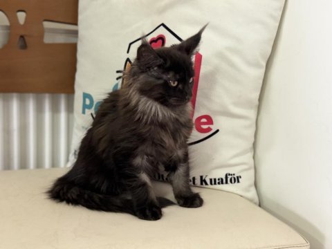 Ankranın en seçkin maine coon yavruları