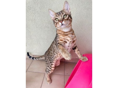 Savannah kedisi erkek 6 aylık