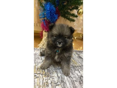 Pomeranian yavrularımıza yeni yuva arıyoruz