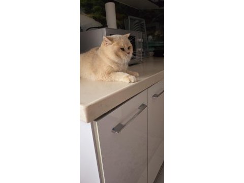 British shorthair by12 erkek 1 yaş